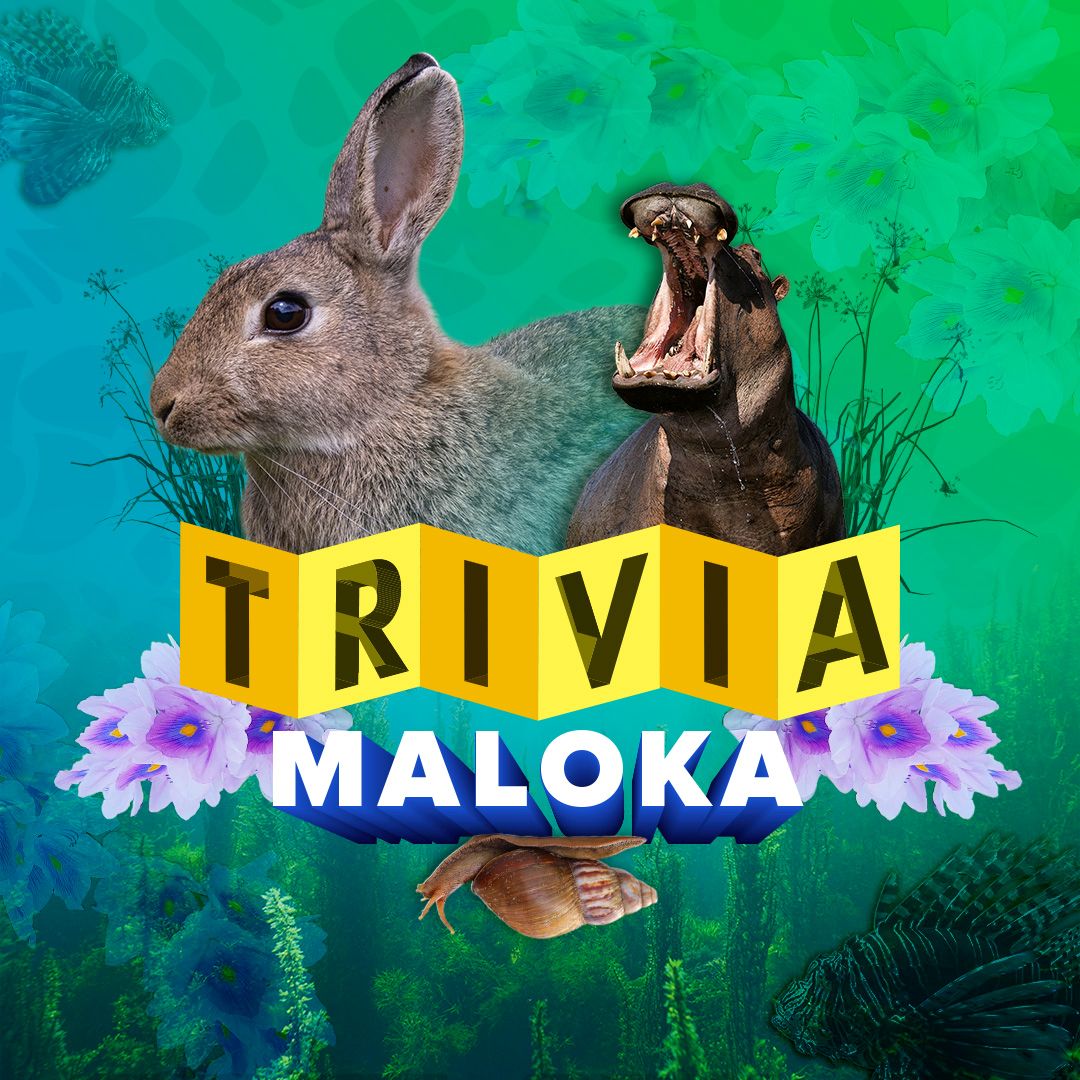 Pon a prueba tus conocimientos sobre especies invasoras en Colombia y el mundo. Descubre su impacto en la biodiversidad con la trivia de Maloka.