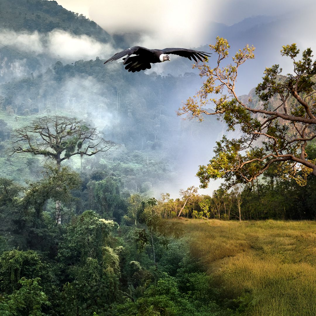 Explora la biodiversidad de Colombia en “Latidos de Colombia”, la exposición de Maloka que celebra la conexión entre ecosistemas, arte y ciencia.