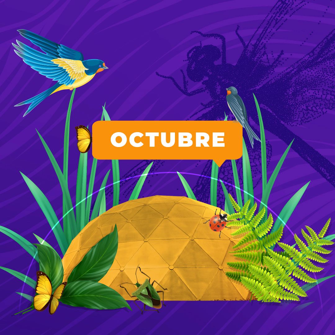 Vive octubre en Maloka con ciencia, arte y sostenibilidad. Participa en talleres, cine, exposiciones y la Noche de Museos 2025.