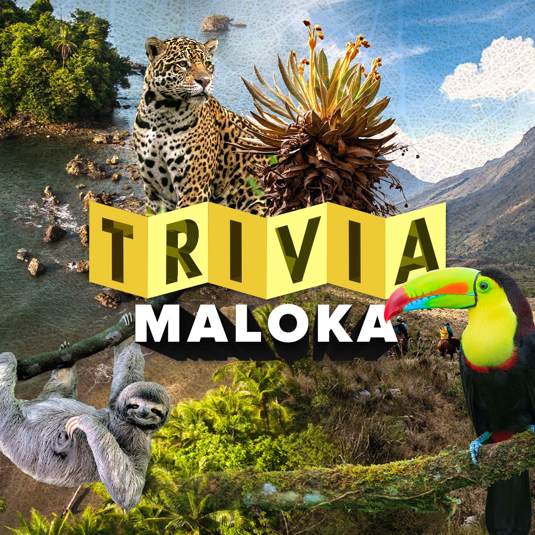 Sala de Prensa 3 Pon a prueba tus conocimientos sobre los ecosistemas de Colombia con la Trivia de Maloka. Aprende sobre páramos, selvas, manglares y biodiversidad.