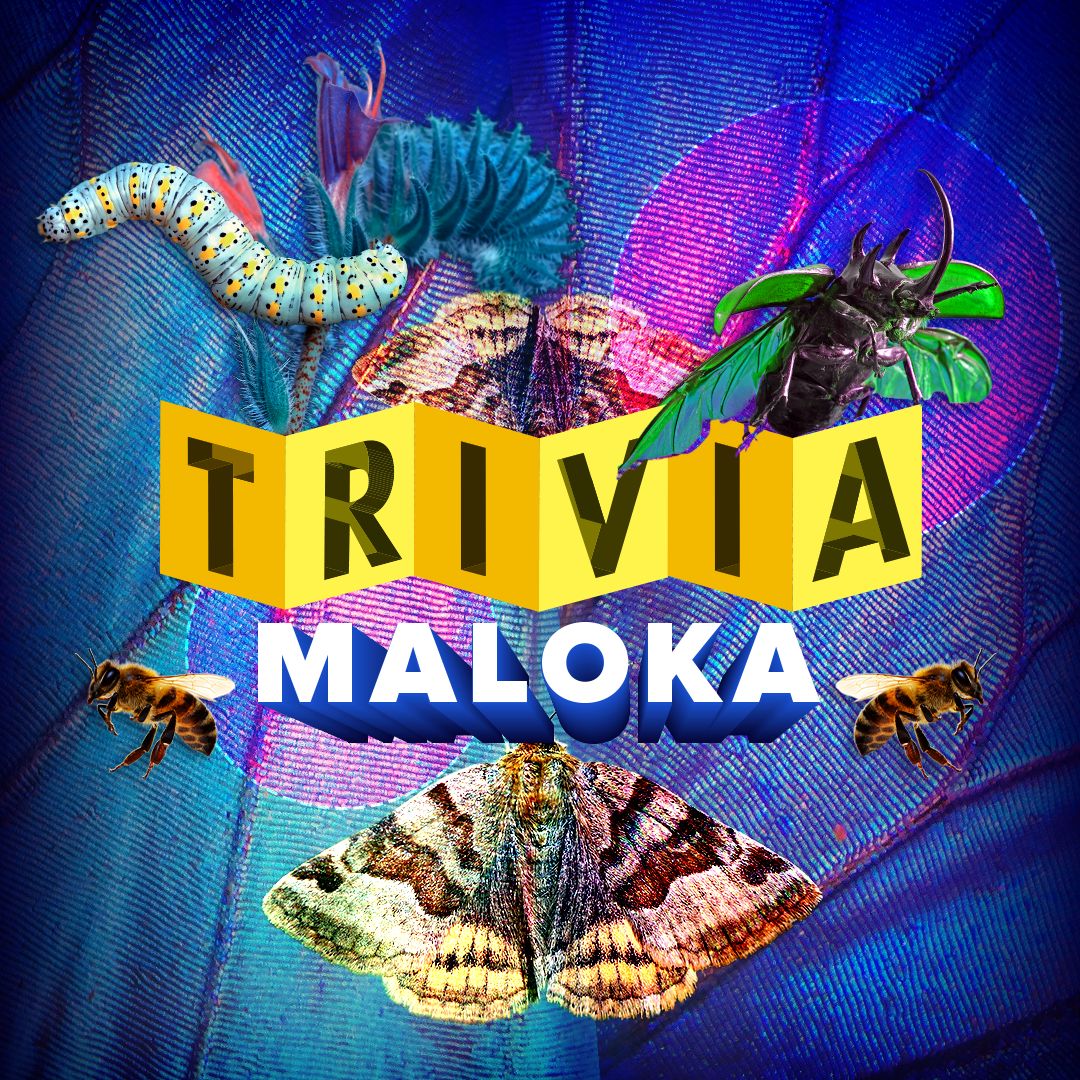 Participa en la Trivia Expedición Arthropoda y pon a prueba tus conocimientos sobre insectos, biodiversidad y curiosidades del reino natural en Maloka.