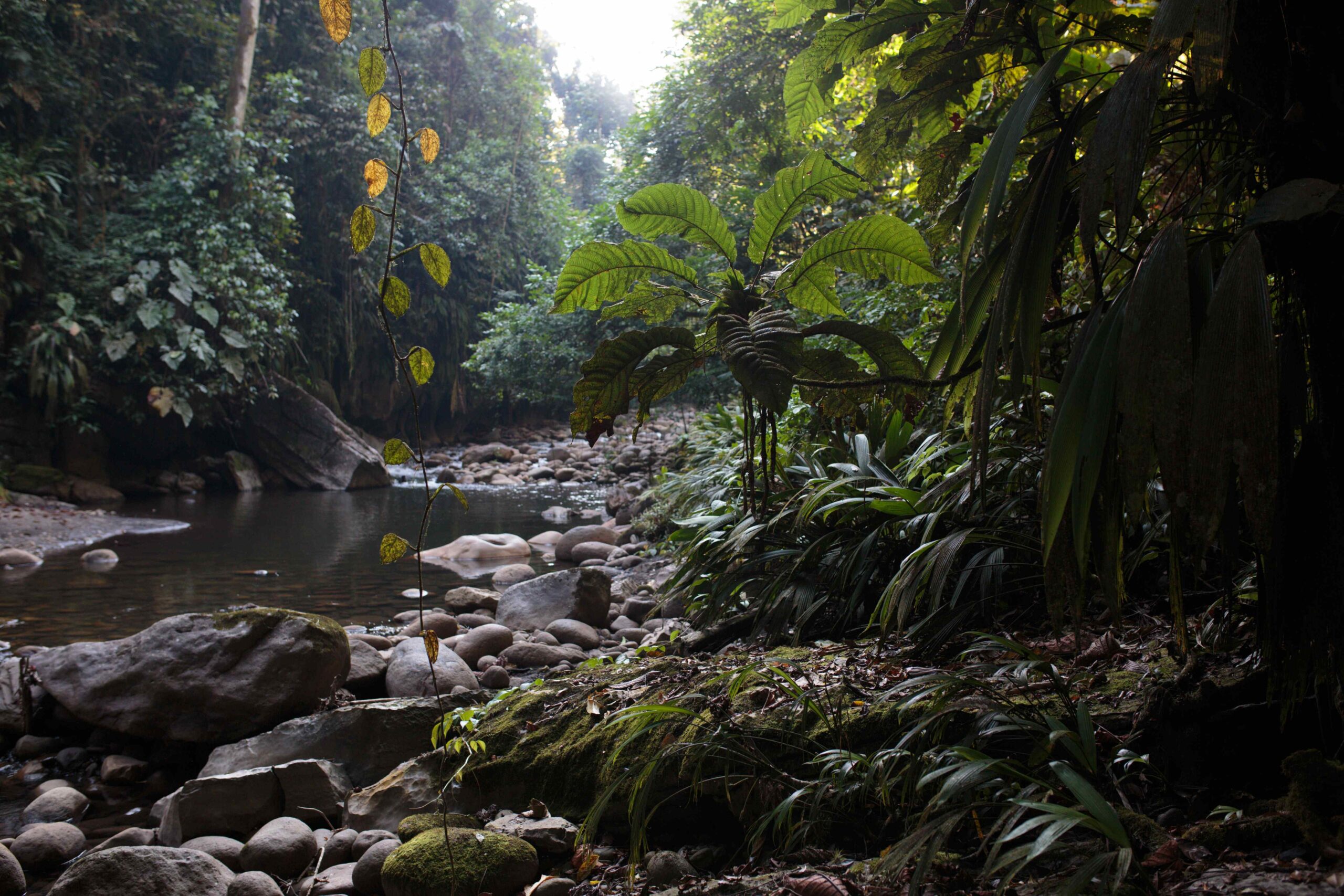 INSTITUTO HUMBOLDT SN CCH 0 180226 8628 Felipe Villegas Velez scaled